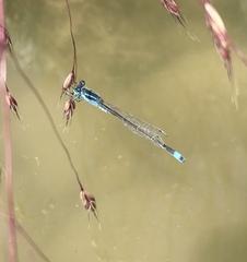 Ischnura fountaineae