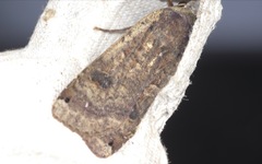 Noctua pronuba