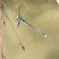Ischnura fountaineae
