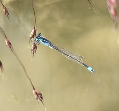 Ischnura fountaineae