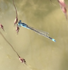 Ischnura fountaineae