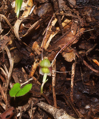 Corybas walliae