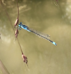 Ischnura fountaineae