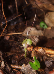 Corybas walliae