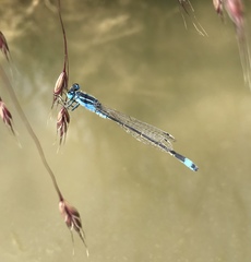 Ischnura fountaineae
