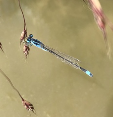 Ischnura fountaineae