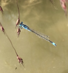 Ischnura fountaineae