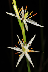 Pleea tenuifolia