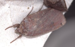 Noctua pronuba