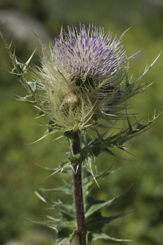 Cirsium obvallatum