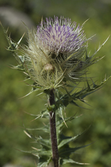 Cirsium obvallatum
