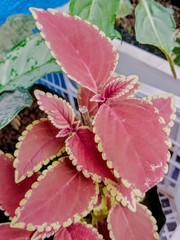 Plectranthus