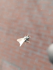Formicinae