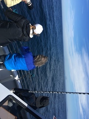 Balaenoptera musculus