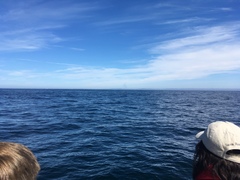 Balaenoptera musculus