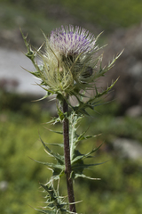 Cirsium obvallatum