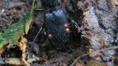 Berzercon ferdinandi