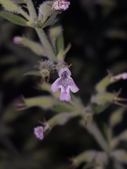 Hedeoma oblongifolia