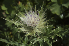 Cirsium obvallatum