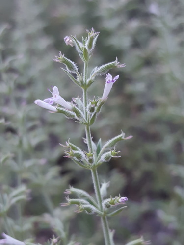 oblongleaf false pennyroyal (Hedeoma oblongifolia)