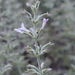 Hedeoma oblongifolia - Photo (c) Alex Abair, osa oikeuksista pidätetään (CC BY-NC), uploaded by Alex Abair