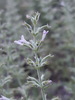 Oblongleaf False Pennyroyal - Photo (c) Alex Abair, some rights reserved (CC BY-NC), uploaded by Alex Abair
