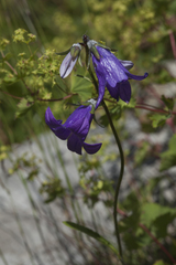 Campanula sarmatica woronowii