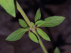 Hedeoma oblongifolia