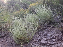 Hedeoma oblongifolia