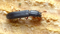 Colydium elongatum