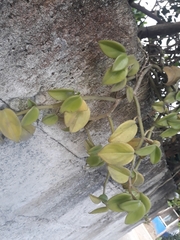 Psychotria serpens