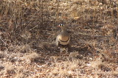 Pterocles lichtensteinii
