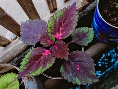 Coleus scutellarioides