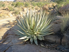 Aloe viridiflora image