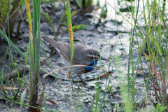 Luscinia svecica