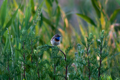 Luscinia svecica