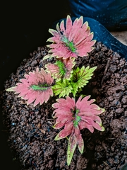 Coleus scutellarioides