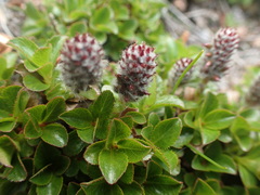 Salix tschuktschorum