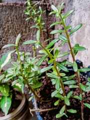 Peperomia urvilleana