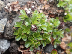 Salix tschuktschorum
