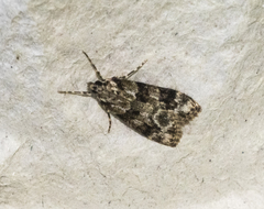 Eudonia delunella