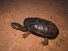 Hydromedusa maximiliani