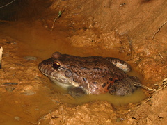 Leptodactylus labyrinthicus