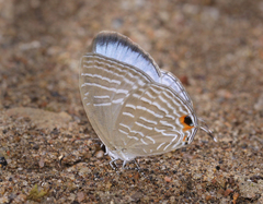 Jamides celeno celeno