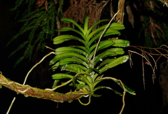 Trichoglottis luchuensis