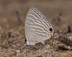 Jamides celeno celeno