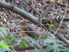 Zebrilus undulatus
