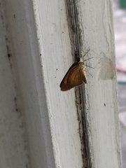 Synapte malitiosa