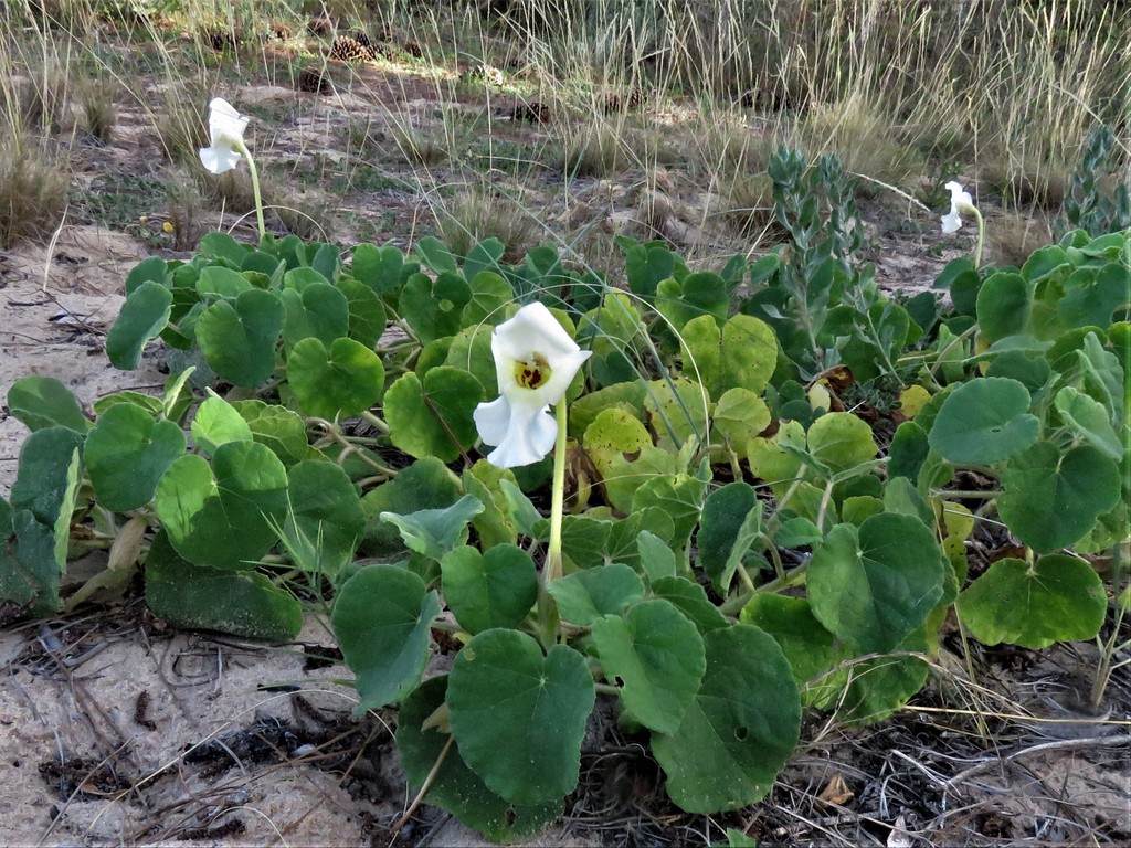 Craniolaria integrifolia