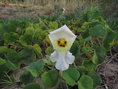 Craniolaria integrifolia
